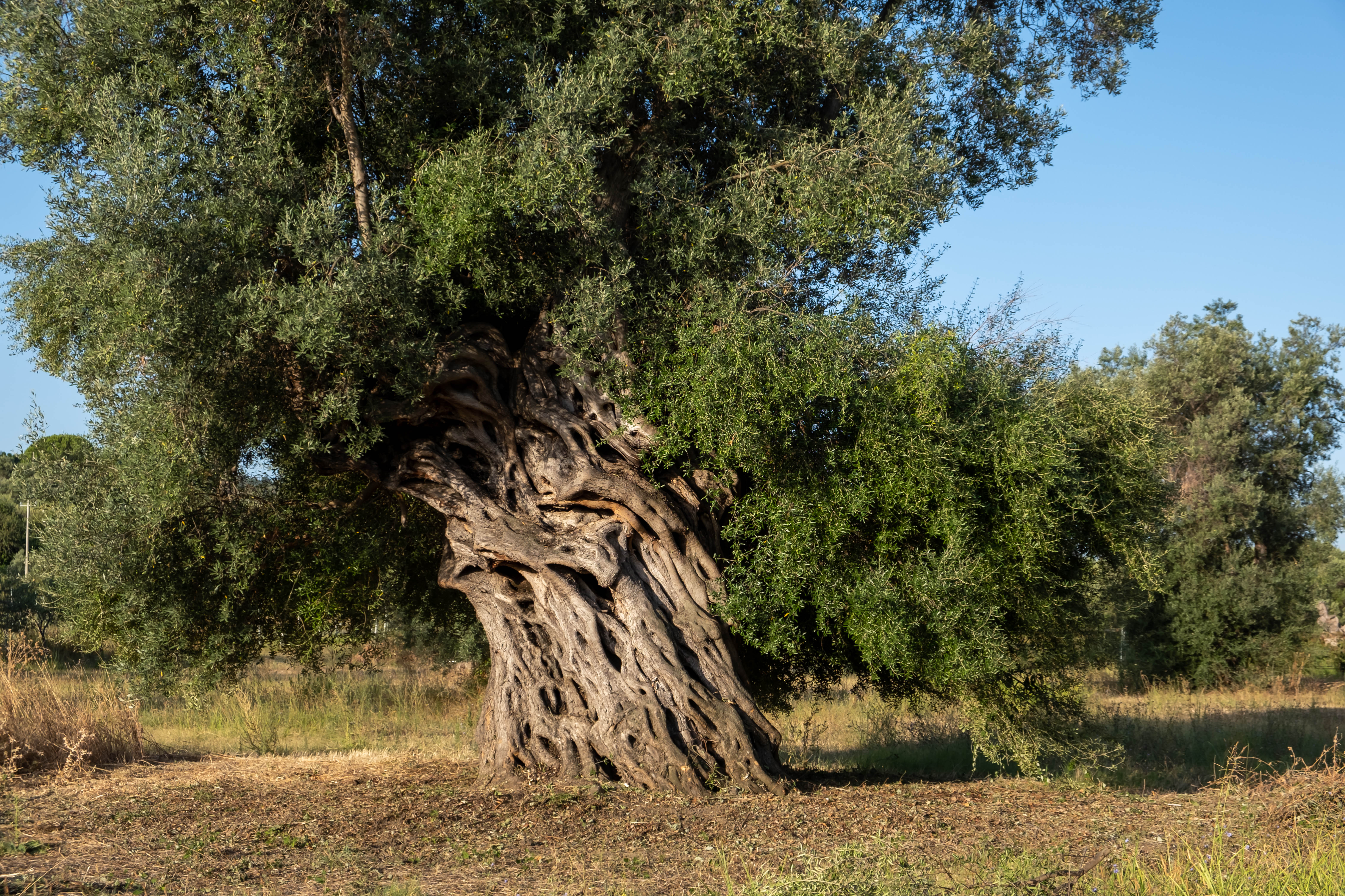 BioXFarm historic olive grove