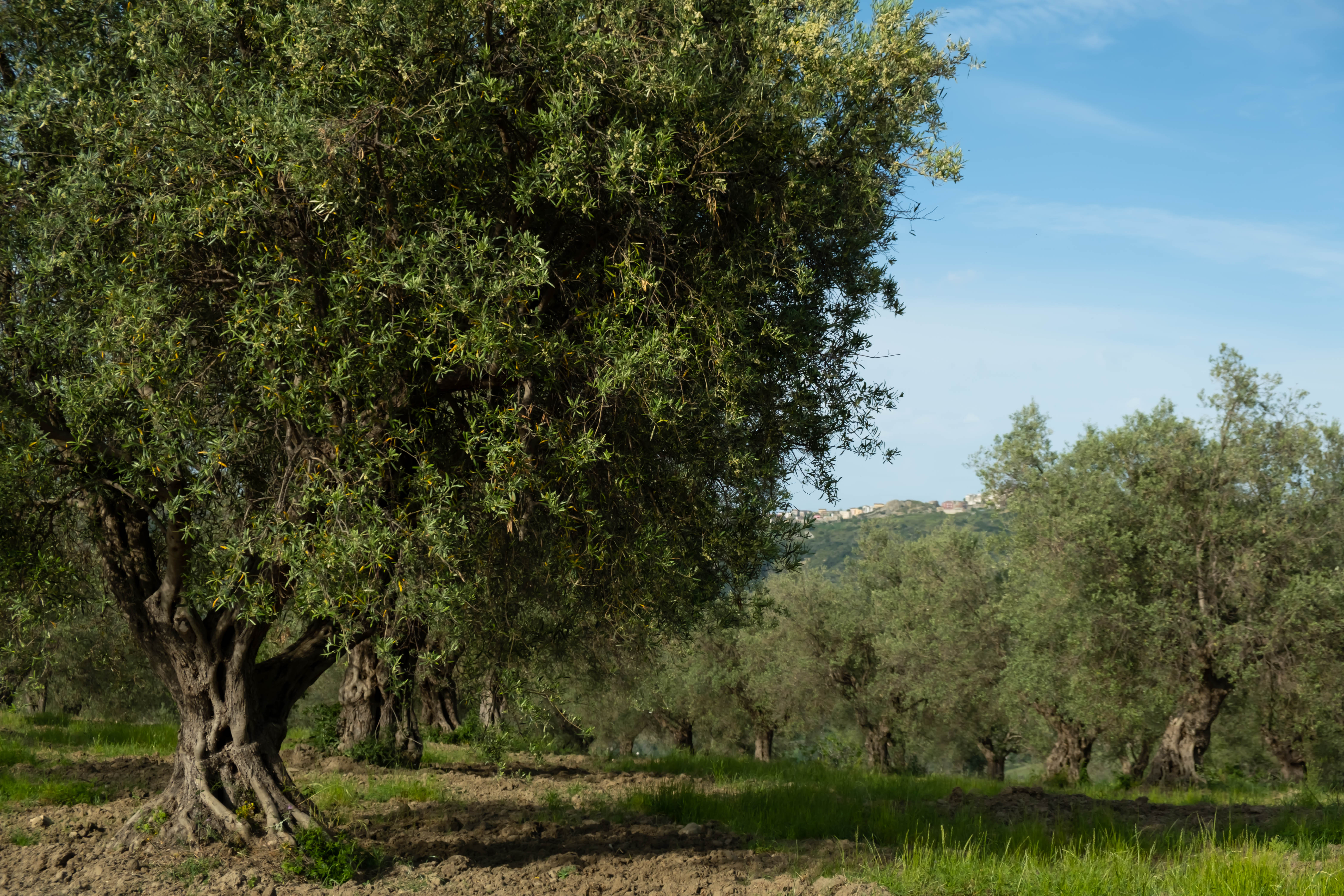 Caring for BioXFarm olive groves